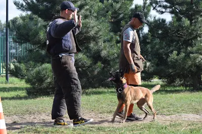 3CityDogs